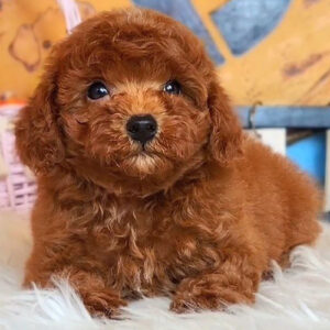 Poodle nâu đỏ đực 2 tháng tuổi