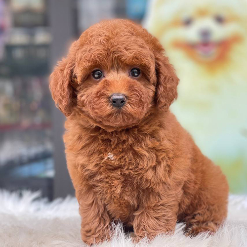 Chó Poodle nâu đỏ đực 2 tháng tuổi, lông xoăn dày