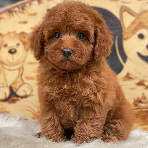 Chó Poodle nâu đỏ lông xoăn, màu phổ biến dễ so sánh giá