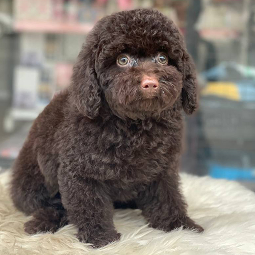Chó Poodle nâu socola đực, lông xoăn dày