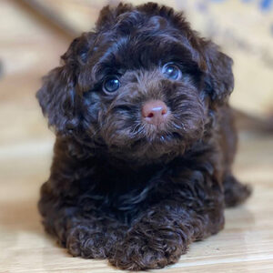 Bé Poodle socola choco 2 tháng tuổi, lông xoăn mềm và mắt sáng