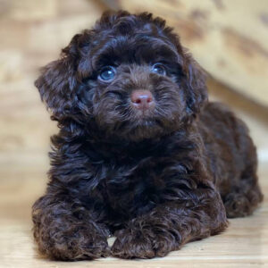 Poodle socola đực 2 tháng tuổi