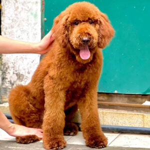 Bé Poodle Standard nâu đỏ 3 tháng tuổi với dáng lớn và lông xoăn dày