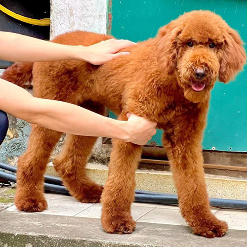 Chó Poodle Standard nâu đỏ dáng lớn, đứng ngoài trời