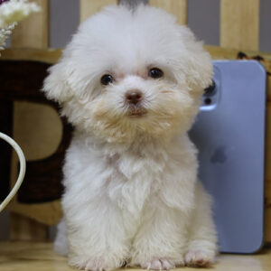 Bé Poodle Teacup kem trắng siêu nhỏ đứng cạnh điện thoại iPhone 13 Pro Max