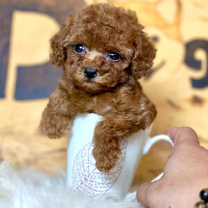 Bé Poodle Teacup siêu nhỏ màu nâu cái 2 tháng tuổi ngồi trong cốc