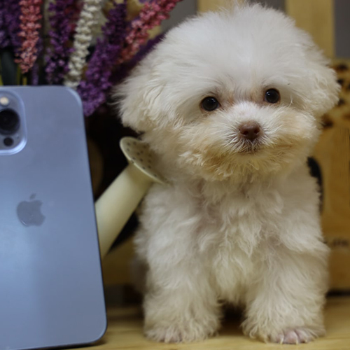 Chó Poodle Teacup trắng 2 tháng tuổi, lớn hơn iPhone 13 Pro Max không nhiều