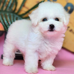 Poodle Tiny cái trắng 2 tháng tuổi