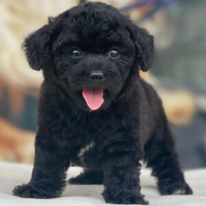 Chó Poodle tiny màu đen 2 tháng tuổi, lông xoăn đen tuyền, lưỡi hồng thè ra, mắt tròn long lanh, đang đứng trên nền sáng.