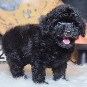Bé Poodle Tiny đen tuyền với lông xoăn dày và dáng nhỏ gọn