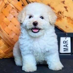 Bé Poodle Tiny màu kem 2 tháng tuổi, lông xoăn mềm và gương mặt tươi tắn