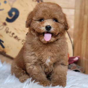 Bé Poodle Tiny màu nâu 2 tháng tuổi với lông xoăn dày