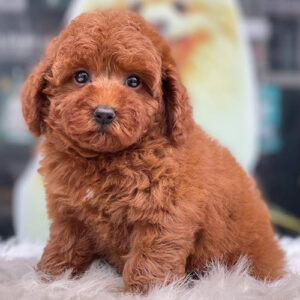 Bé Poodle Tiny nâu đỏ 2 tháng tuổi, lông xoăn mềm và mắt tròn sáng