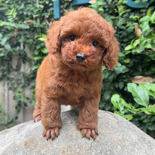 Chó Poodle Tiny nâu đỏ đực, lông xoăn dày