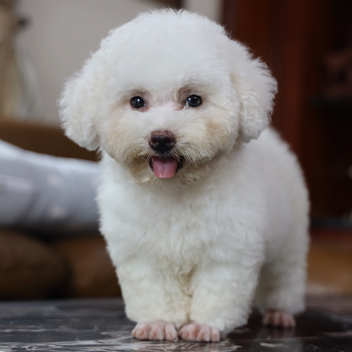 Chó Poodle Tiny trắng lông xù dáng nhỏ gọn