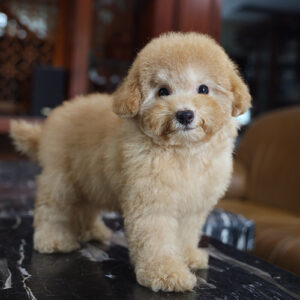 Bé Poodle Tiny vàng kem với lông bông mềm và dáng nhỏ gọn
