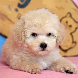Bé Poodle tiny màu vàng mơ 2 tháng tuổi, lông xoăn mềm mại như bông, nằm trên nền hồng với khuôn mặt tròn xinh và đôi mắt đen sáng.