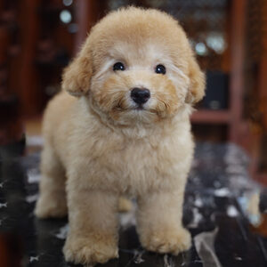 Poodle Tiny vàng mơ 2 tháng tuổi