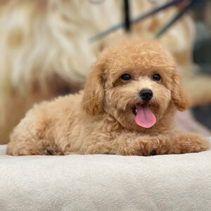Bé Poodle Tiny vàng mơ với lông xoăn mềm và gương mặt lanh lợi