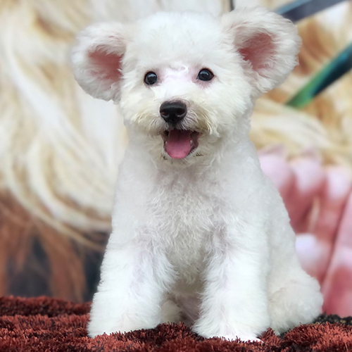 Chó Poodle Toy trắng tai bướm 2 tháng tuổi