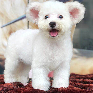 Bé Poodle Toy trắng tai bướm với dáng nhỏ gọn và lông mềm