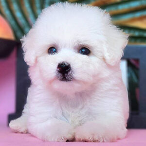 Bé Poodle trắng tuyết 2 tháng tuổi với bộ lông mềm mịn