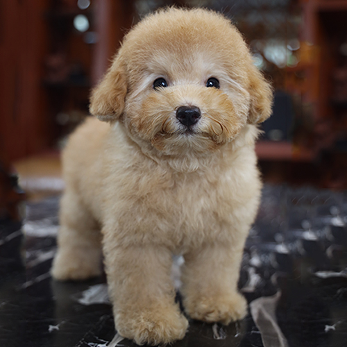 Chó Poodle vàng mơ size nhỏ, lông xoăn dày