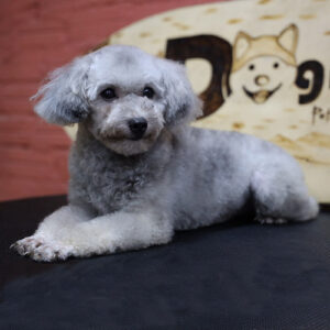 Bé Poodle xám 3 tháng tuổi với bộ lông xoăn mềm và dáng nằm thư giãn