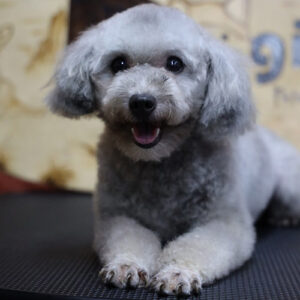 Poodle xám 6 tháng tuổi