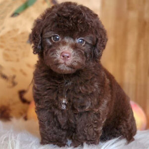 Poodle xám hồng đực 2 tháng tuổi