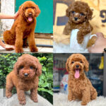 Các size chó Poodle từ nhỏ đến lớn với bộ lông xoăn màu nâu