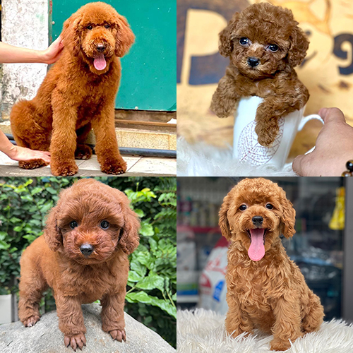 Các size chó Poodle từ nhỏ đến lớn với bộ lông xoăn màu nâu