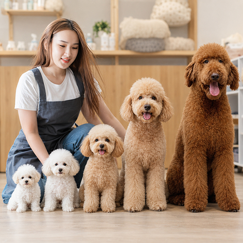 Các size chó Poodle từ nhỏ đến lớn đứng cạnh nhau