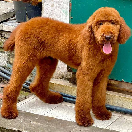 Chó Standard Poodle màu nâu đỏ dáng cao, lông xoăn dày