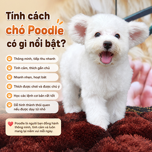 Ảnh minh họa tính cách chó Poodle thông minh, tình cảm và thích tương tác