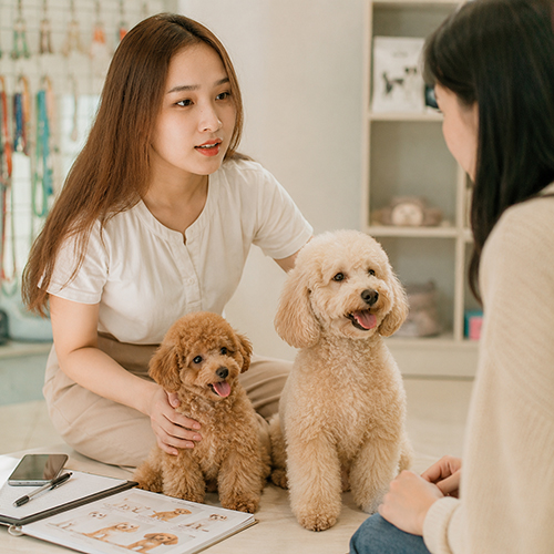 Tư vấn chọn size chó Poodle phù hợp với nhu cầu nuôi
