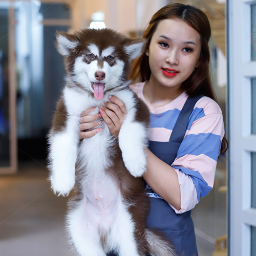 Alaska con được làm quen và dạy nề nếp từ nhỏ