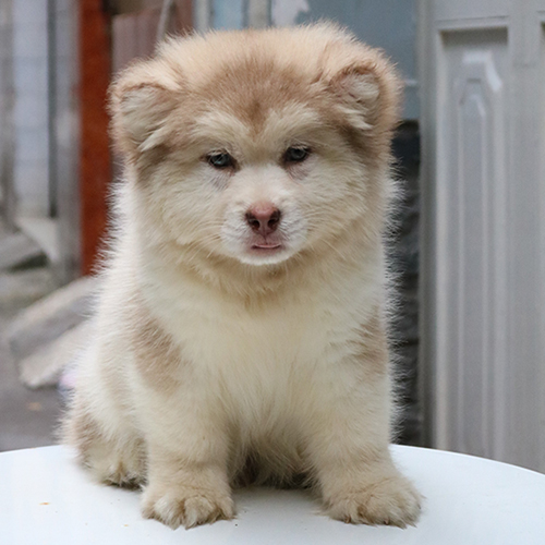 Bé chó Alaska lai với ngoại hình giống chó tuyết