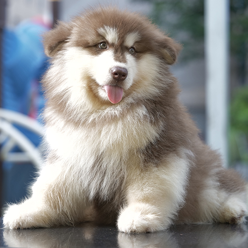 Alaska có bộ lông kép dày, bông và mềm