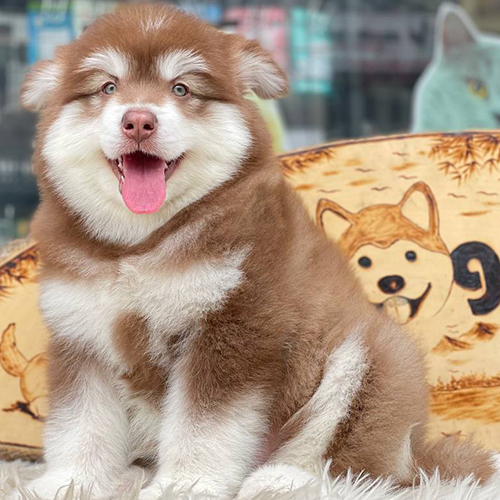 Chó Alaska màu nâu đỏ lông dày trong bài giá chó Alaska