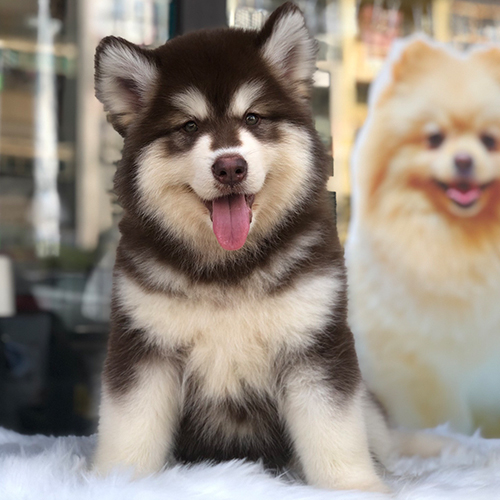 Alaska nâu đỏ khỏe mạnh, lông sạch và mắt sáng