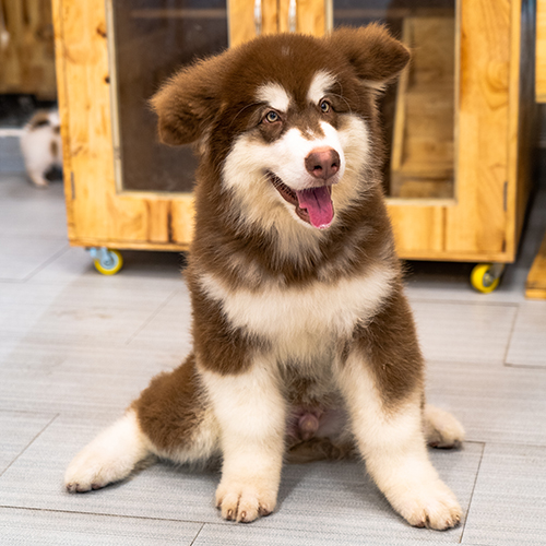 Alaska nâu đỏ có đầu lớn, ngực rộng và chân chắc