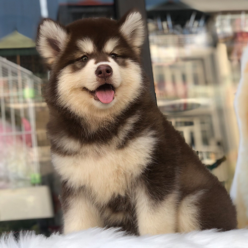 Chó Alaska màu nâu đỏ trắng trong phần màu lông chó Alaska