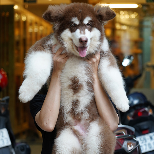Chó Alaska size lớn, khung xương to trong phần các dòng chó Alaska