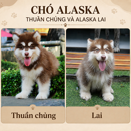 So sánh Alaska thuần chủng và Alaska lai