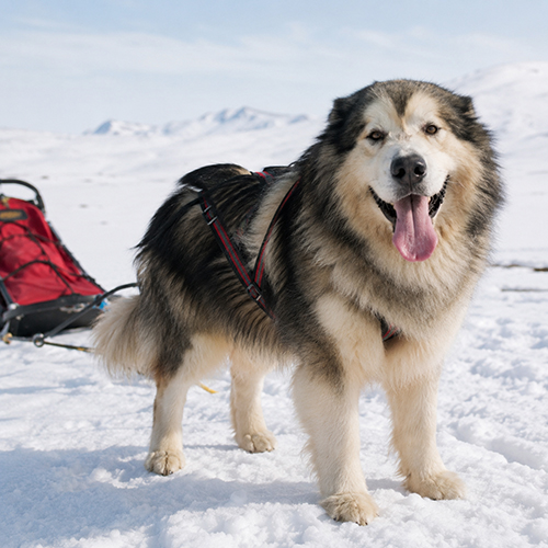 Alaskan Malamute kéo xe trên tuyết