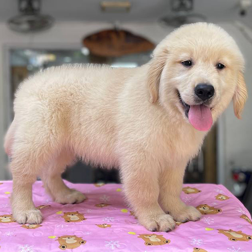 Chó Golden Retriever con minh họa bảng giá theo độ tuổi