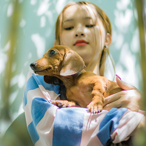 Chó Lạp Xưởng màu vàng nâu được bế trên tay