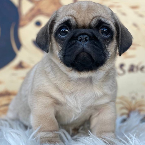 Chó Pug con màu vàng mặt xệ ngồi trên thảm lông