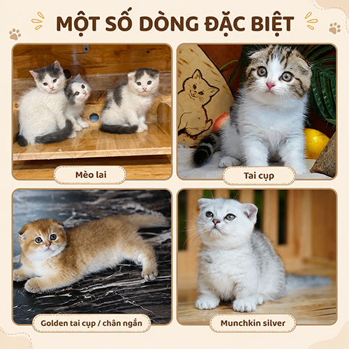 Một số dòng mèo Anh lông ngắn đặc biệt trong bảng giá tham khảo